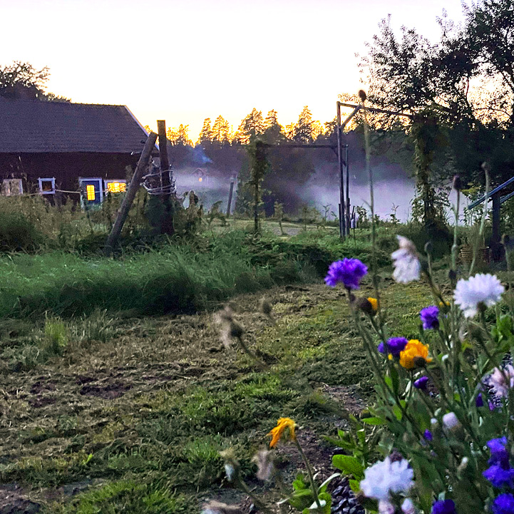 Trädgård i Tivedens urskog i morgondimma